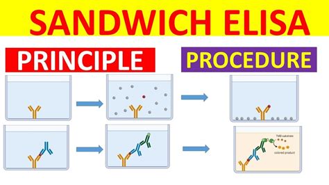 elisa test youtube|principle of elisa technique.